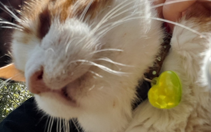 Zbiórka kociak prosi o pełny żołądek - zdjęcie główne