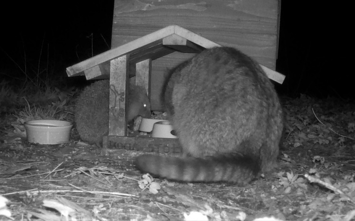 Zbiórka Pełne brzuszki parkowych kotków - zdjęcie główne