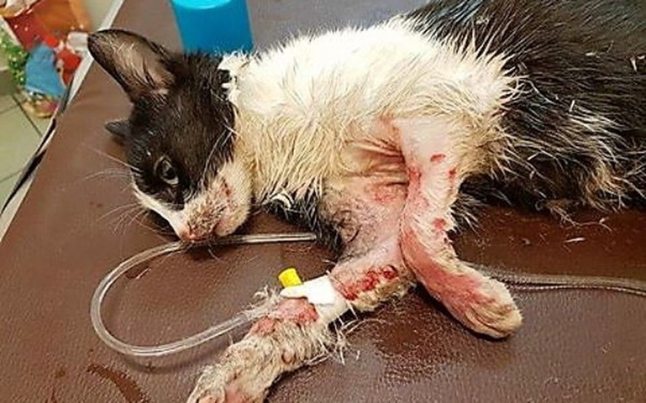 Zbiórka Biedny kocurek walczy o życie - zdjęcie główne