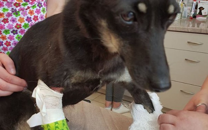 Zbiórka ROZI-sunia potrącona przez auto - zdjęcie główne