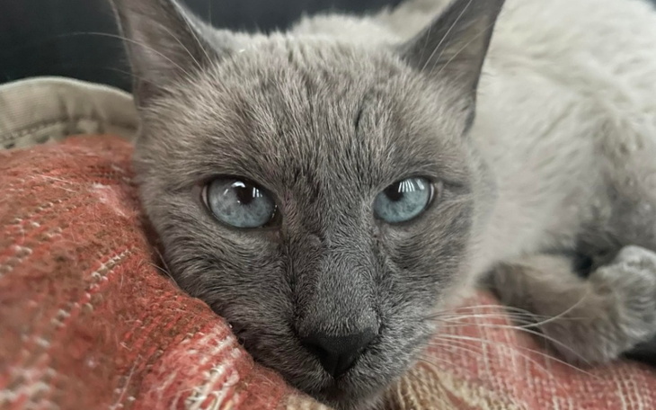 Zbiórka Zbiórka na osiatkiwanie balkonu - zdjęcie główne