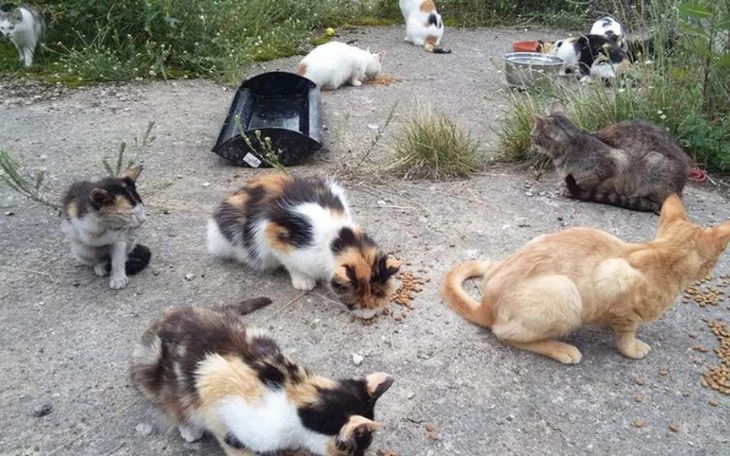 Zbiórka dokarmianie pezpańskich kotów - zdjęcie główne