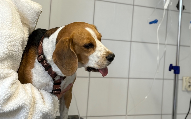 Beagle w klinice weterynaryjnej, z wyrazem niepokoju.