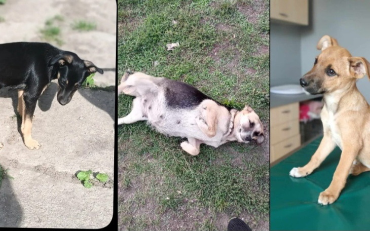 Zbiórka Na transport bezdomniaków do dt - zdjęcie główne