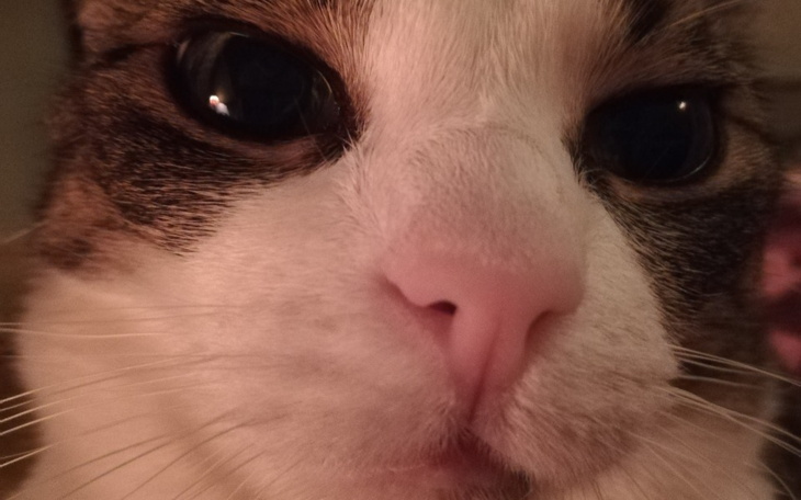 Zbiórka Naszej Kotce Mifce na ratunek - zdjęcie główne