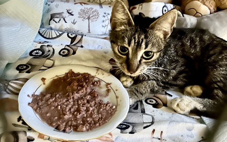 Zbiórka Leczenie ucha Maszy - zdjęcie główne