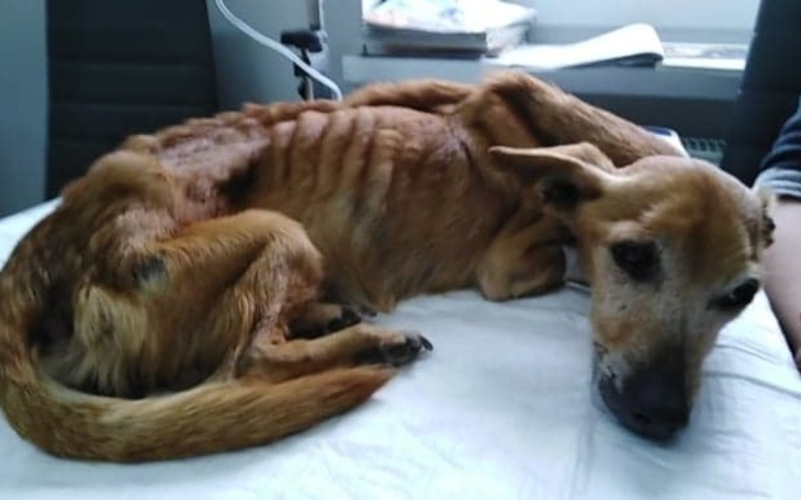 Zbiórka Ratowanie życia Zorki - zdjęcie główne