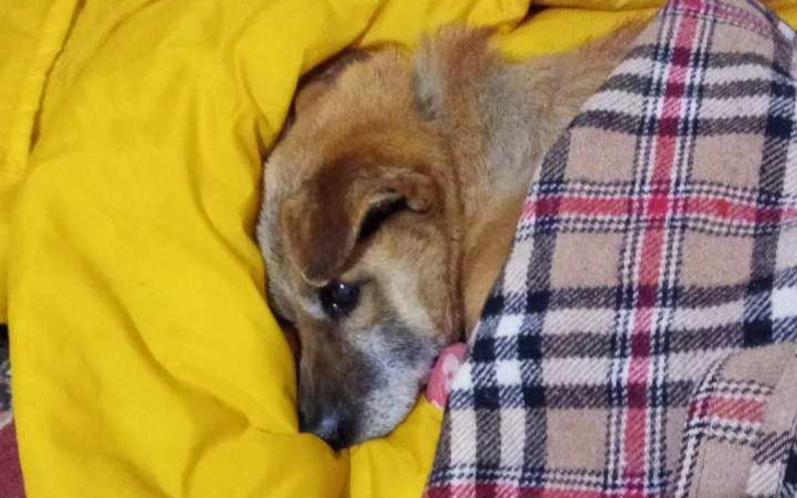 Zbiórka Puszek - zdjęcie główne