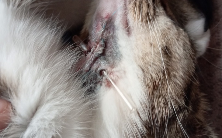 Zbiórka Pomoc dla Furii - zdjęcie główne