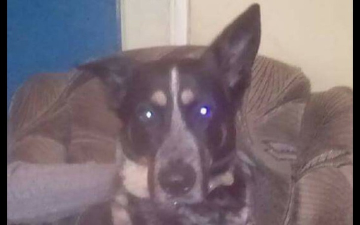 Zbiórka Ratujemy Timo - zdjęcie główne