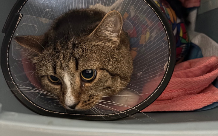 Kot w kołnierzu ochronnym, leżący w koszyku.