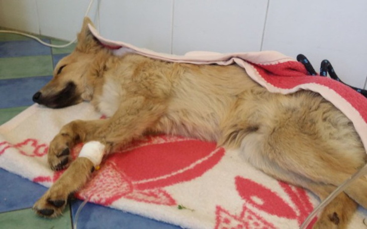 Zbiórka Taj-stan krytyczny, Gaja walczy - zdjęcie główne