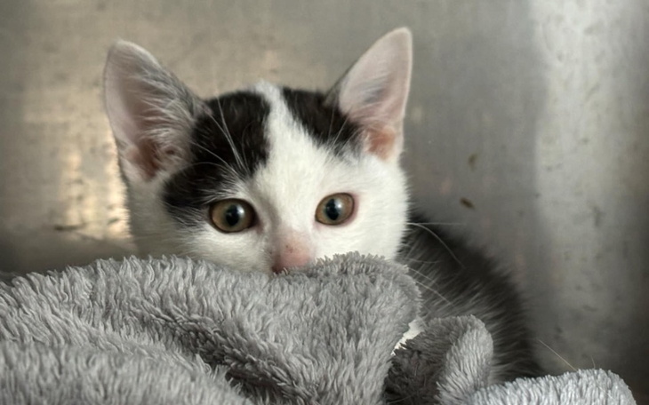 Zbiórka Pomóżcie nam kupić testy - zdjęcie główne