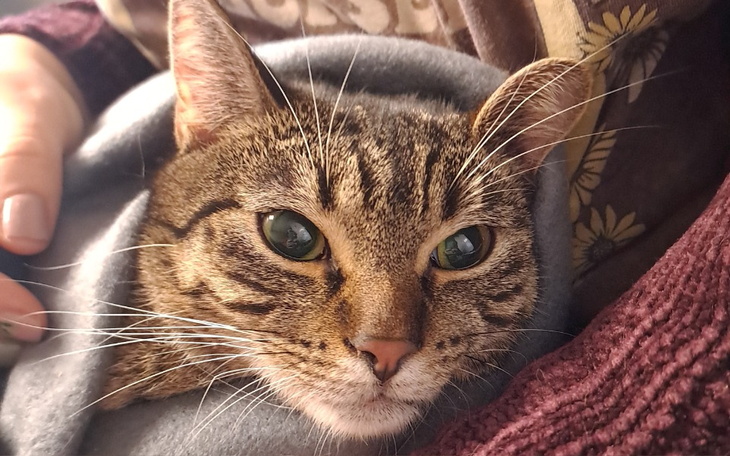 Kot owinięty w koc, z wyrazem spokojnej twarzy.