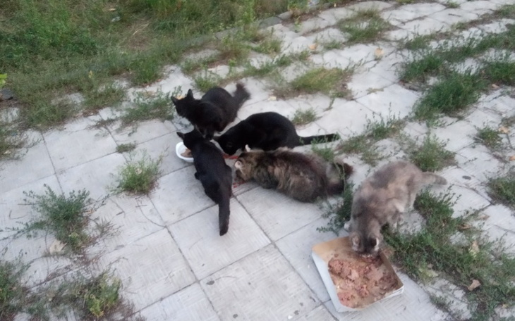 Zbiórka Pomoc dla zwierząt,Charkow - zdjęcie główne