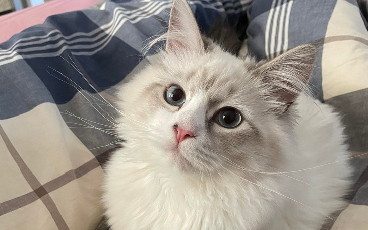 Zbiórka Pomóż nam uratować Karmelka - zdjęcie główne