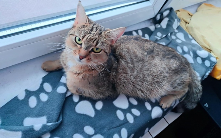 Kot leżący na kocyku przy oknie, z wyrazistym spojrzeniem.