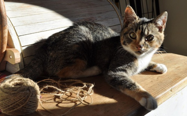 Zbiórka Potrącona kicia walczy o życie - zdjęcie główne