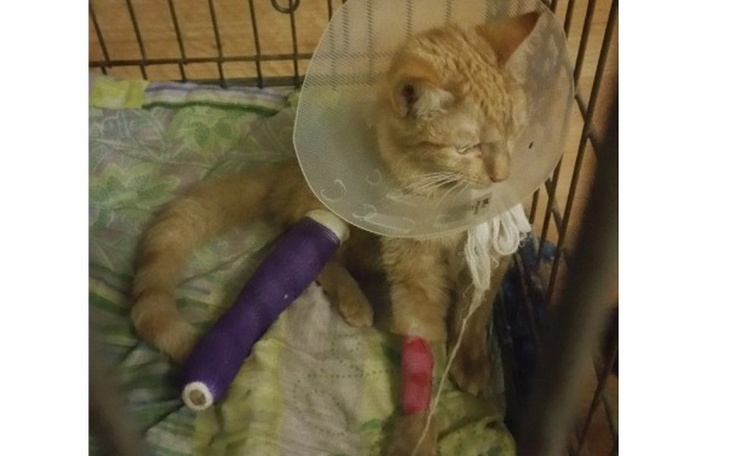 Zbiórka Leczenie poważnego złamania - zdjęcie główne