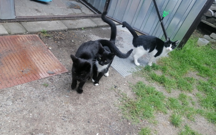 Zbiórka Ratowanie bezdomnych kociąt - zdjęcie główne