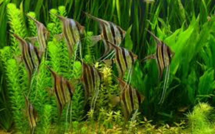 Zbiórka Akwarium z Skalarami Altum - zdjęcie główne