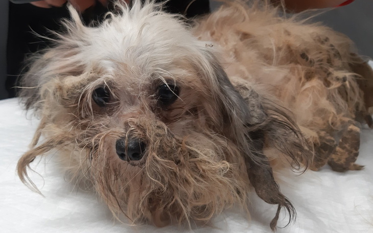 Zaniedbany pies z długą, splątaną sierścią.