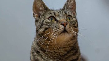 Zbiórka Bazarek INGRID Koty Sieroty - miniaturka zdjęcia