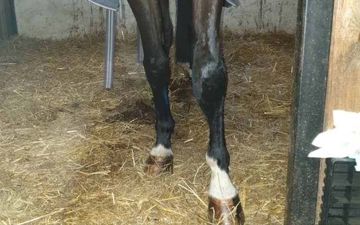 Zbiórka Pomóż Damessie wrócić do zdrowia - zdjęcie główne