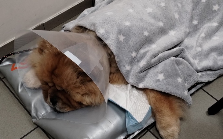 Zbiórka Operacja drugiej łapki - zdjęcie główne