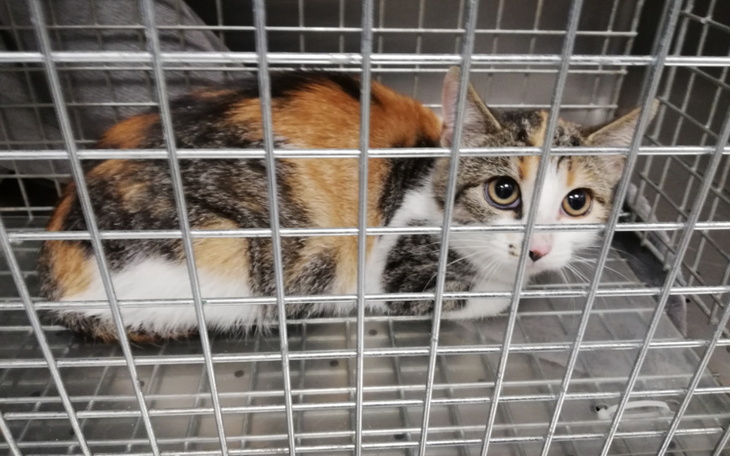 Zbiórka Szczepienie Zumy - zdjęcie główne