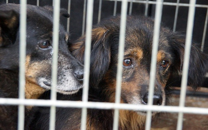 Zbiórka Psi los... - zdjęcie główne