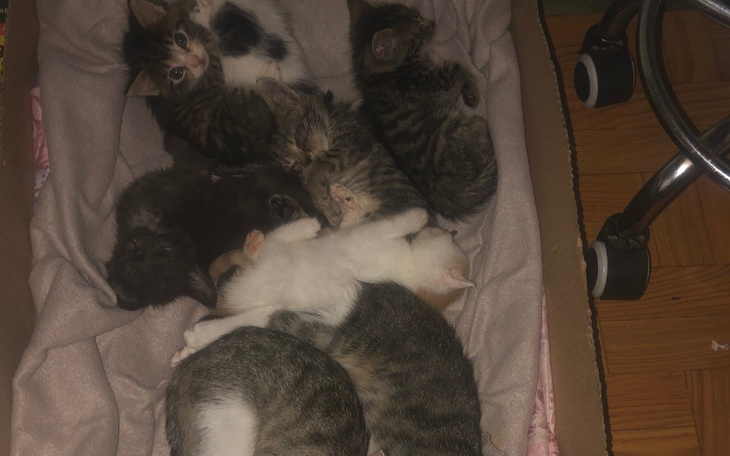 Słodkie kocięta śpiące razem w kartonie.