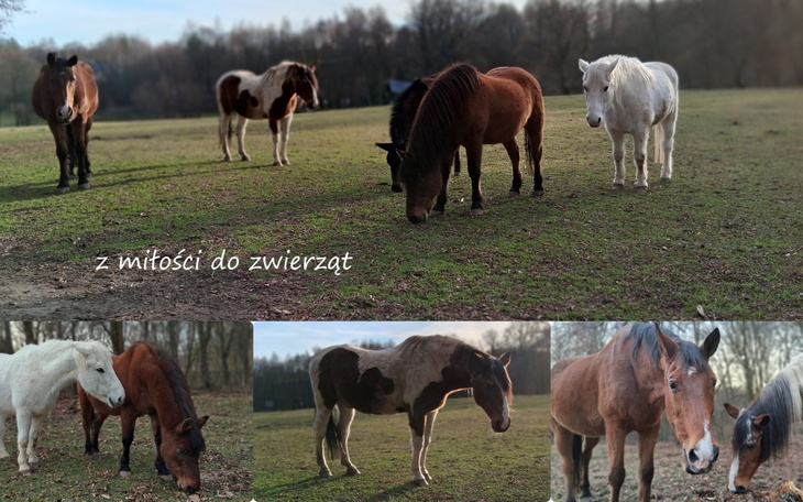 Grupa koni na łące, z miłości do zwierząt.