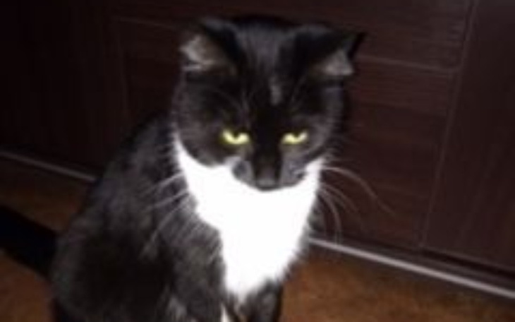 Zbiórka Leczenie kotki Zuzy - zdjęcie główne