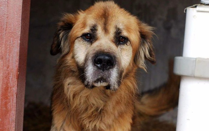 Zbiórka Asortyment zimowy dla zwierzaków - zdjęcie główne