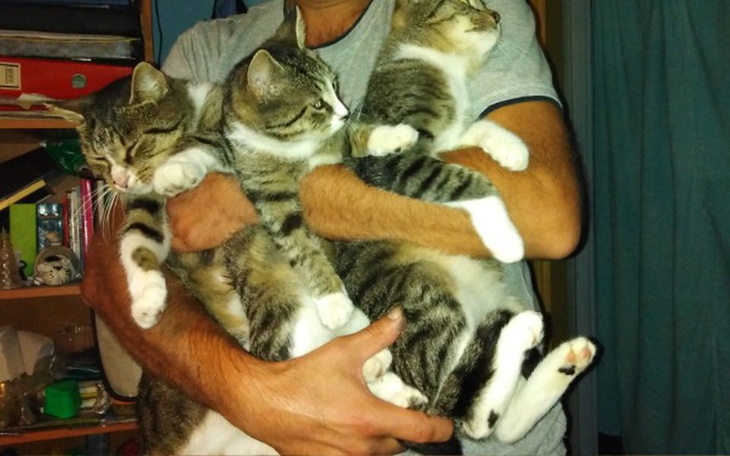 Zbiórka Pomoc w utrzymaniu 3 kotów - zdjęcie główne