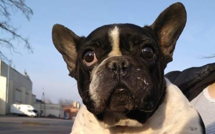 Zbiórka Coco potrzebuje pomocy - zdjęcie główne