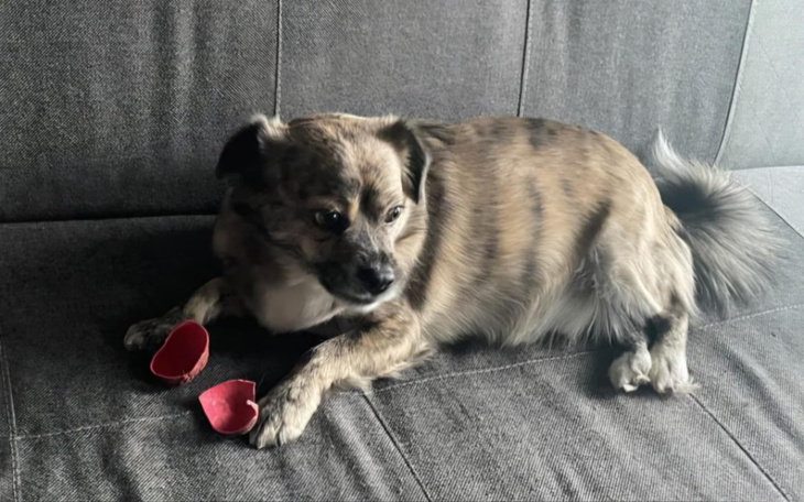 Pies leżący na kanapie, bawiący się czerwoną zabawką.