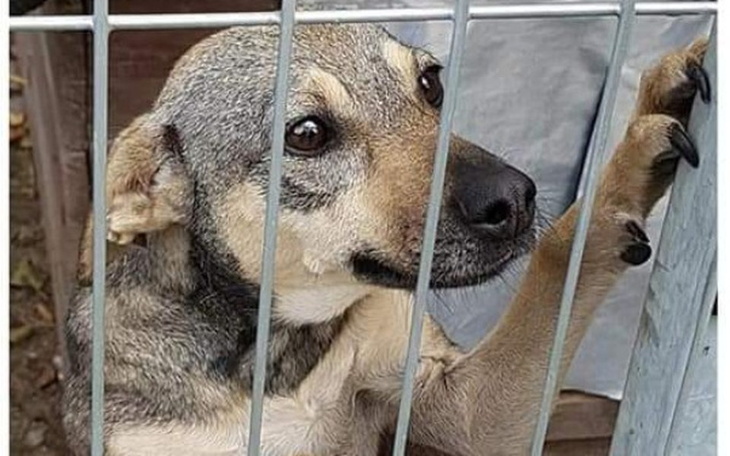 Zbiórka Transport dla Lili - zdjęcie główne