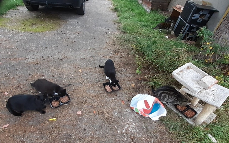 Zbiórka Na puszki dla kotów z Pustek - zdjęcie główne