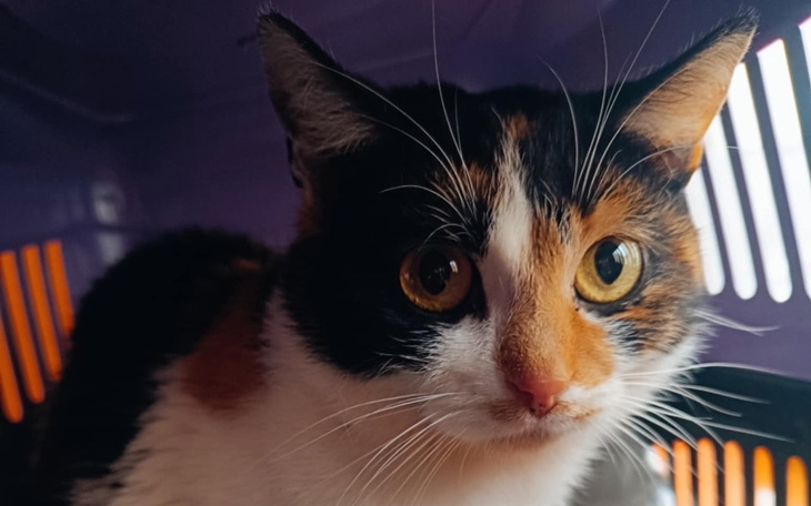 Kot o trójkolorowym futrze w transporterze.