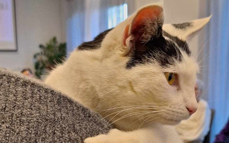 Kot odpoczywający na oparciu kanapy, z ciekawym spojrzeniem.