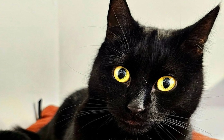 Czarny kot z żółtymi oczami, patrzący w obiektyw.