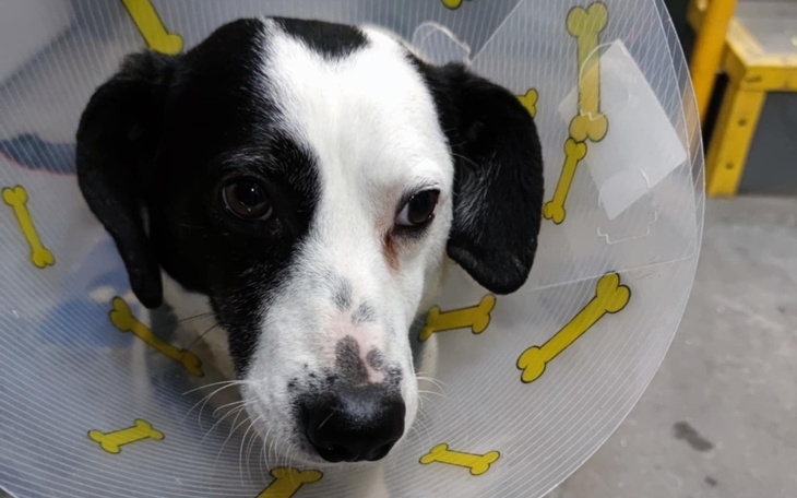 Pies w kołnierzu ochronnym po zabiegu.