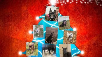 Zbiórka Święta dla Zwierząt w Potrzebie - miniaturka zdjęcia