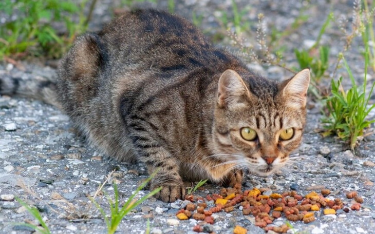 Zbiórka Zbieram na karmę dla bezdomnych - zdjęcie główne