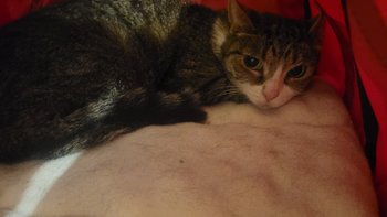 Zbiórka Dla Jagódki - miniaturka zdjęcia