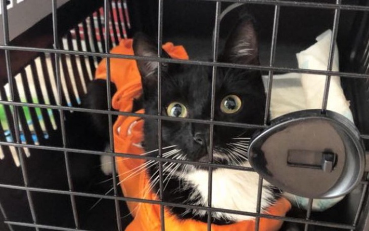 Zbiórka Freya walczy o życie - zdjęcie główne