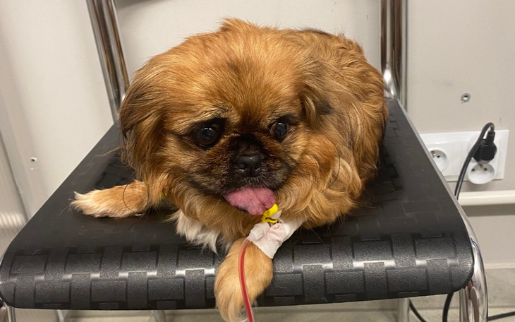 Zbiórka Pepa zbiera na walkę o życie - zdjęcie główne