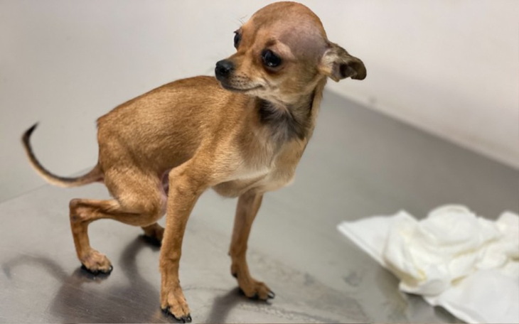 Zbiórka Zagłodzone kalekie psy z pseudo - zdjęcie główne